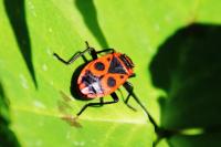 Pyrrhocoris apterus