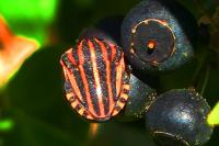 Graphosoma italicum