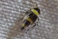 Eupterycyba jucunda