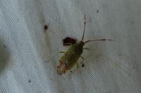 Pantilius tunicatus