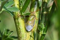Piezodorus lituratus
