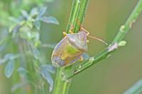 Piezodorus lituratus