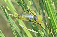 Piezodorus lituratus