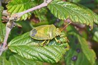 Piezodorus lituratus