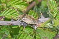 Rhaphigaster nebulosa