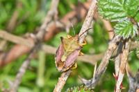 Carpocoris mediterraneus