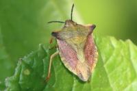Carpocoris mediterraneus atlanticus