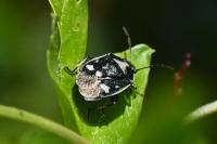 Eurydema oleracea