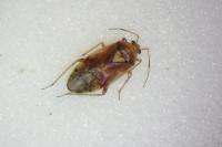 Lygus pratensis