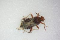 Rhopalus subrufus