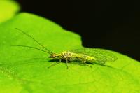 Hypochrysa elegans