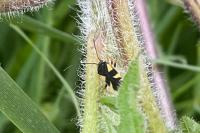 Dryophilocoris flavoquadrimaculatus