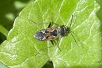 Rhyparochromus vulgaris