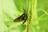 Ephemera vulgata