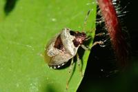 Stagonomus venustissimus