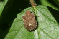 Dyroderes umbraculatus