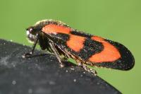Cercopis vulnerata