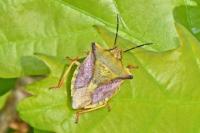 Carpocoris mediterraneus