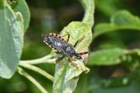 Rhynocoris annulatus
