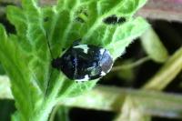 Tritomegas sexmaculatus