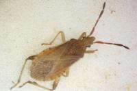 Ceraleptus lividus