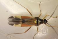 Cyllecoris histrionius