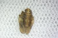 Issus coleoptratus