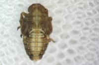 Issus coleoptratus