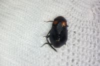 Penthimia nigra