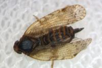 Tachycixius pilosus