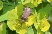 Ceraleptus gracilicornis