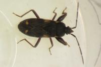 Eremocoris podagricus