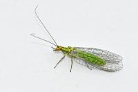 Chrysopidae