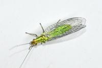 Chrysopidae