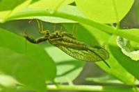 Raphidiidae