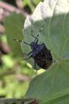Rhaphigaster nebulosa