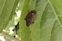 Peribalus strictus
