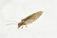 Micromus paganus