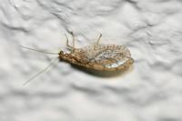 Micromus paganus