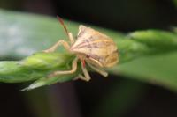 Aelia acuminata