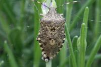 Rhaphigaster nebulosa