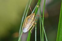 Aelia acuminata