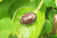 Holcostethus sphacelatus