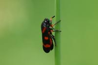 Cercopis intermedia