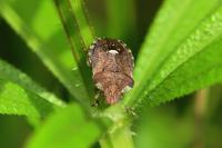 Dyroderes umbraculatus