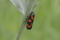 Cercopis vulnerata