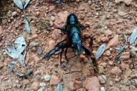 Procambarus clarkii