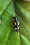 Dryophilocoris flavoquadrimaculatus