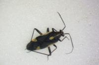 Capsodes sulcatus