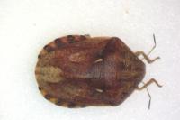 Eurygaster maura